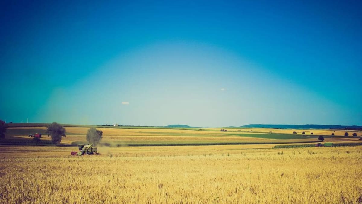 Mavi gökyüzü altında sararmış buğday tarlasında çalışan biçerdöver, arkada ağaç öbekleri ve alçak tepeler
